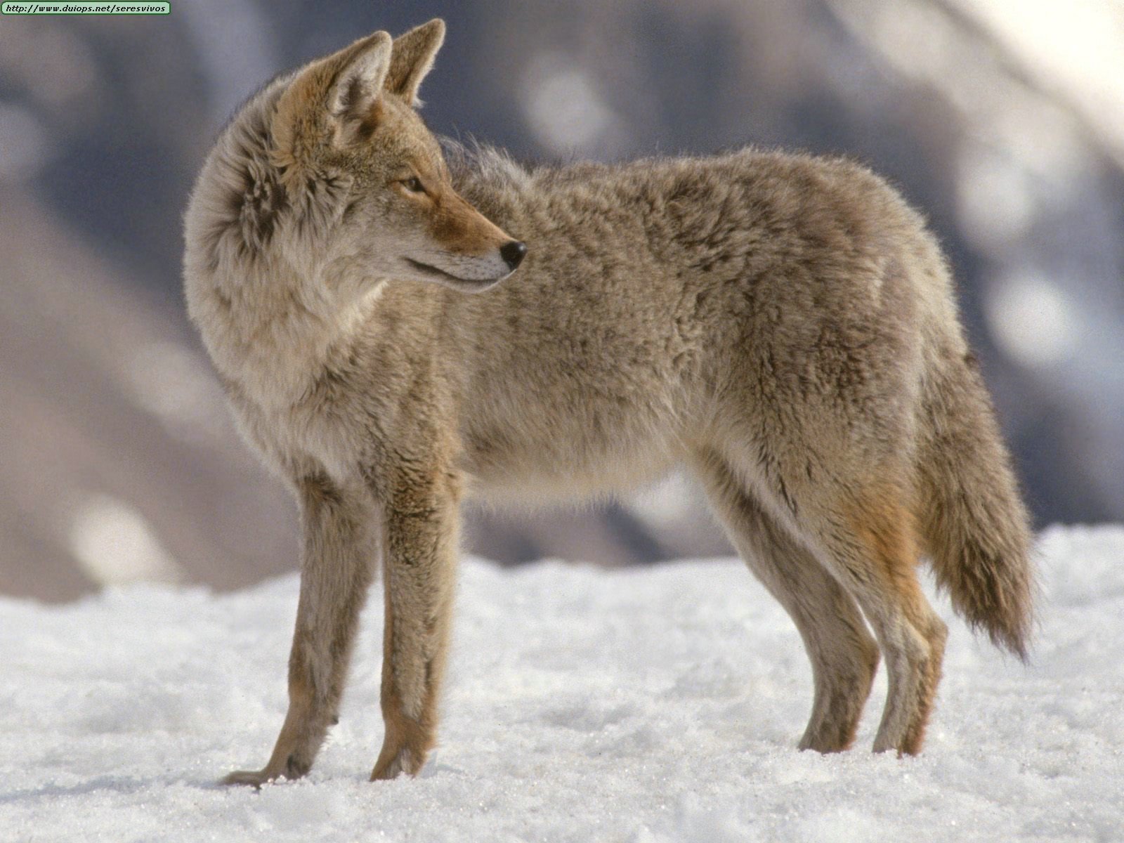 Coyotes photos